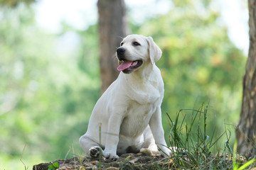 a little labrador puppy in the park