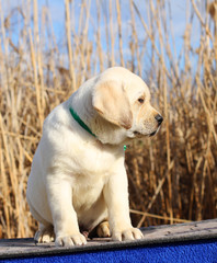 the little labrador puppy on a blue background