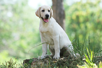 the little labrador puppy in the park