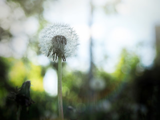 White and fluffy dandelion grows against a background of green grass