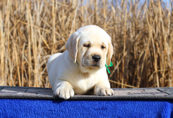 little labrador puppy on a blue background