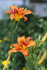 Obraz premium Daylily brown-yellow