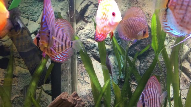 Diskusfische