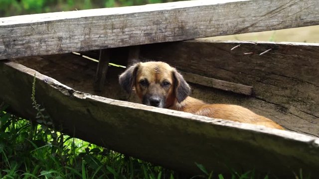 Dog sleeping in the canoe
