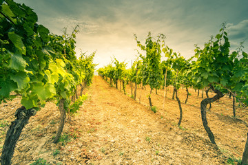 Fototapeta na wymiar Sun rays in grape vine rows in fields