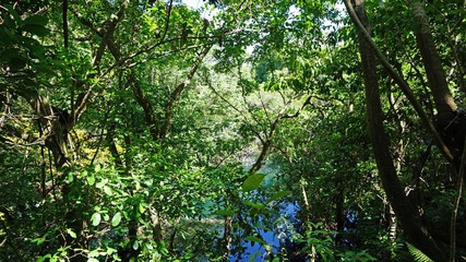Fototapeta premium tropical landscape