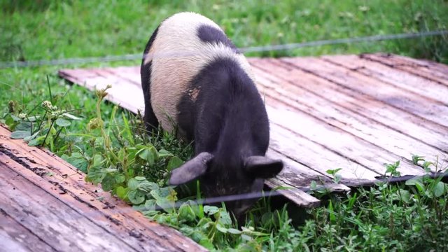 Just a piglet