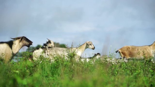Goats on the grass