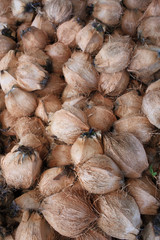 Lots of Coconuts at the coconut farm  in Koh Samui Thailand.
