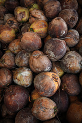 Lots of Coconuts at the coconut farm  in Koh Samui Thailand.