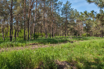 Forest pine glade bright summer sunny day