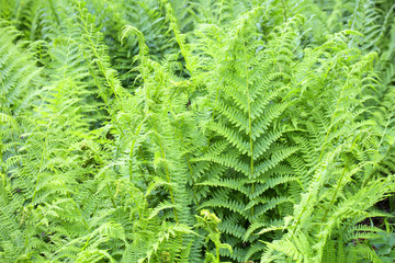 wild fern background