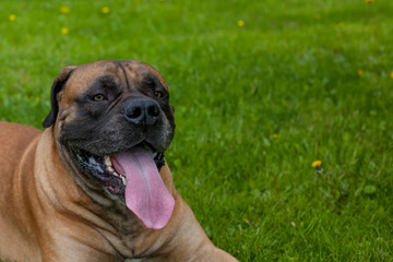 Closeup portrait of a beautiful dog breed South African Boerboel on the green grass background. 
The South African Mastiff is a rare dog breed.
