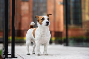 adorable jack russell terrier dog standing outdoors