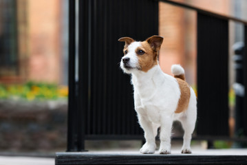 adorable jack russell terrier dog standing outdoors