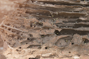 Old and grunge wood board was eating by group of termites.