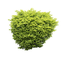 Bush isolated on white background,Objects with Clipping Paths