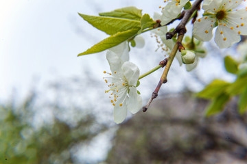 White cherry flower
