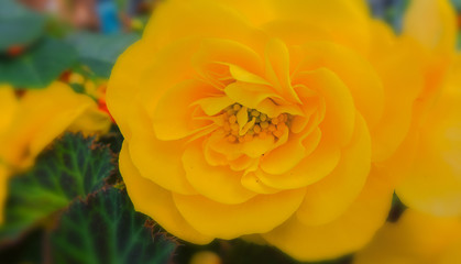 Eine gelbe Blume im Sommer