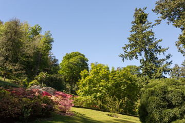 Fototapeta na wymiar Buissons fleuris dans le jardin