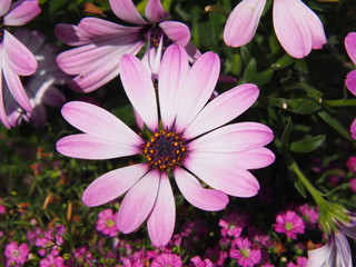 Osteospermum - African daisy  