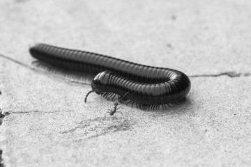 Centipede came across a large ant - black and white