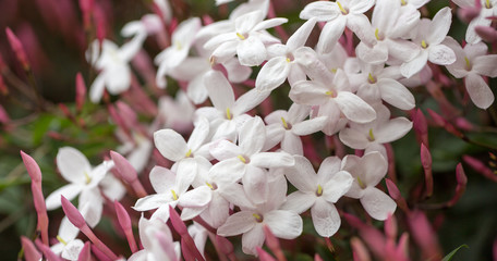 Pink Jasmine (aka White Jasmine) - Jasminum polyanthum, in bloom. Santa Clara County, California,...