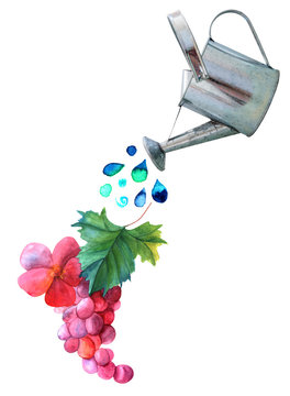 Watercolor and photo collage with grape vine and watering can