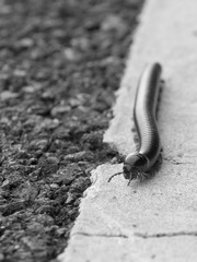 Centipede crawls along the road in search of something - black and white