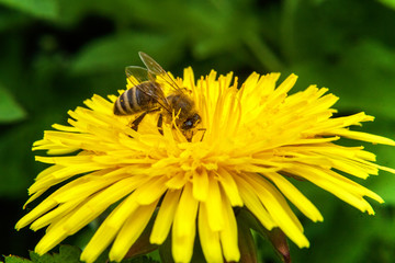 Bee on flower
