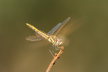 dragonfly