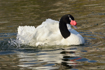 Cisne en el agua