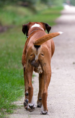 Chien mâle boxer de dos en train de marcher