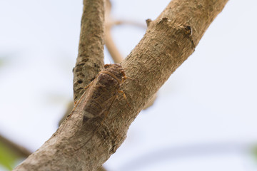 Big fly or cicada singing sits on a branch