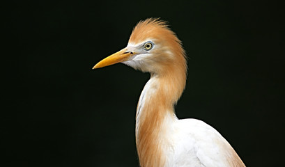 Fototapeta premium Beautiful egret close up with a black background