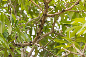 A lot of big singing cicadas on the branches of a tree