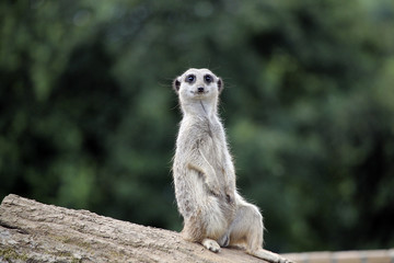 Meerkat sitting on a log