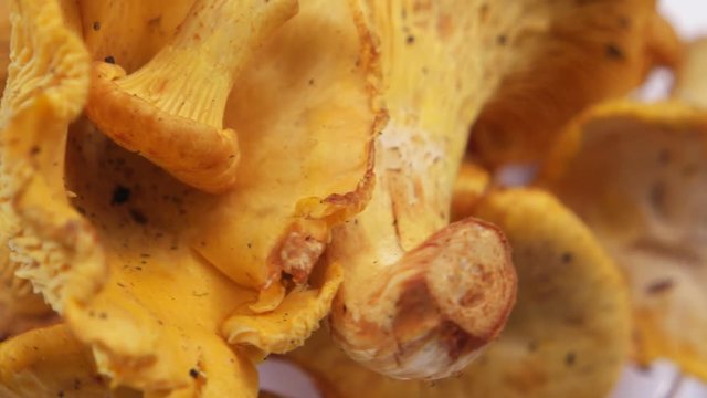 The first harvest of mushrooms in the Carpathians, chanterelles