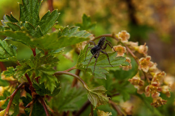 Spider on leaf