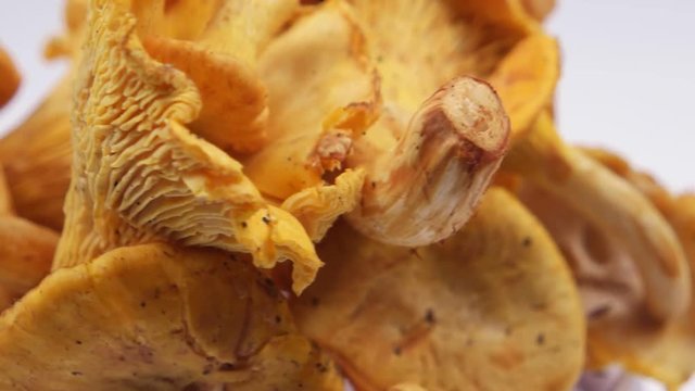 The first harvest of mushrooms in the Carpathians, chanterelles