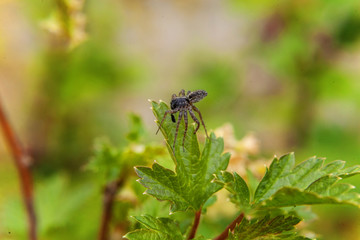Spider on leaf