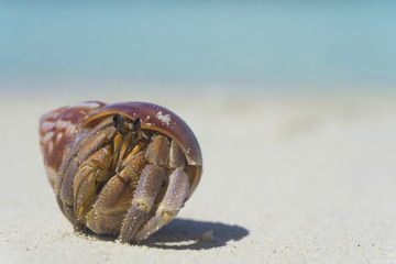 Hermit crab crawling along a tropical sandy beach