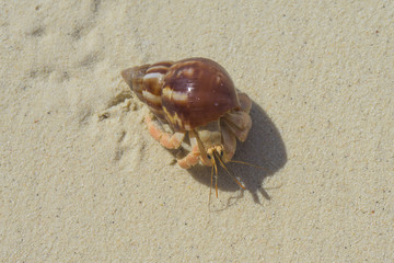 Hermit crab crawling along a tropical sandy beach