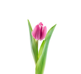 Pink tulip flowers 