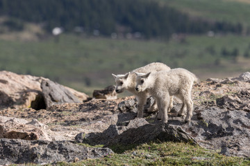 Pair of Cute Mountain Goat Kids