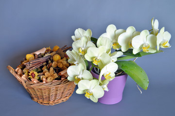 pianta di orchidea in vaso  pianta di orchieda bianca dentro un vaso colorato, close-up su sfondo colorato, parte di una serie