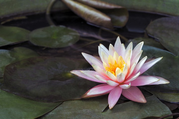 Pink Water Lily