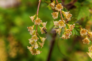 Ant on a red currant. flower
