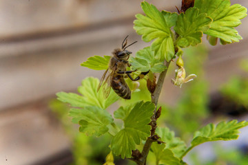 Bee on a branch