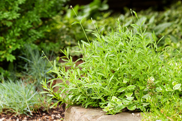 Green lavender bush in the garden before blooming